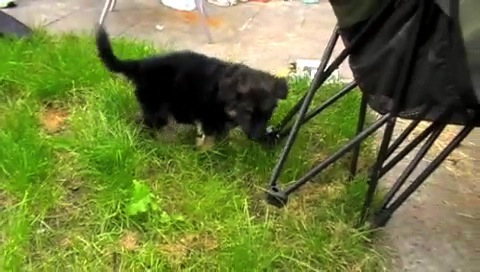 1st Day at Home & he's exploring the garden