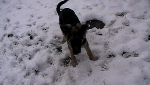 Jasper's first Snow - Xmass 2009 Part2