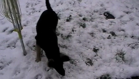 Jasper's first Snow - Xmass 2009 Part3